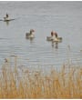 The National Trust for Jersey Wetland Centre