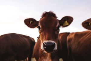 vache jersiaise