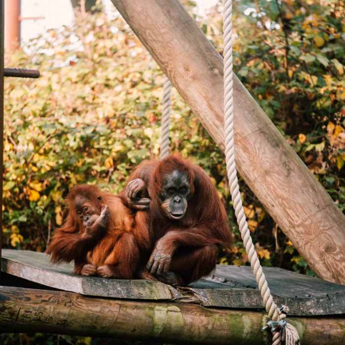 Singe au zoo de Jersey