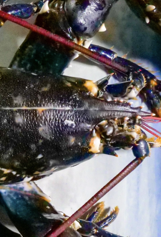 Homard de Jersey